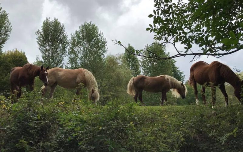 Pferde auf dem Deich