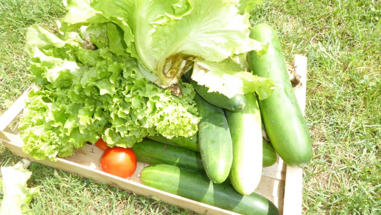 Biogarten Bio Gemüse