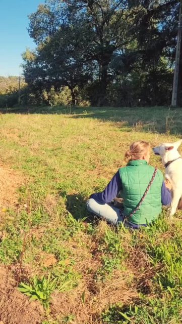 Endlich ist es so weit! Nach einem Jahr voller Arbeit haben wir nun unseren Bio-Dünger auf die Felder verteilt. Ein großer Dank geht an unsere Praktikantin Johanna, die fleißig mit angepackt hat!
.
C’est enfin le moment ! Après une année de travail, nous avons étalé notre fumier composté sur les champs. Un grand merci à notre stagiaire Johanna pour son aide ! 💪🏼 🌱🚜
.
.
.
Danke @luiserosarausch für die Aufnahmen! 🙏🏾
.
#lecolombié #Ferienhof #BioDünger #Fumier #Galloways #AgricultureBiologique #Agrarwirtschaft #Nachhaltigkeit #ferienhausfrankreich #landselection #landreise #Durabilité #Feldarbeit #VieRurale #TraktorLeben #Tracteur #Landwirtschaft #Champs #Teamarbeit #TravailEnÉquipe