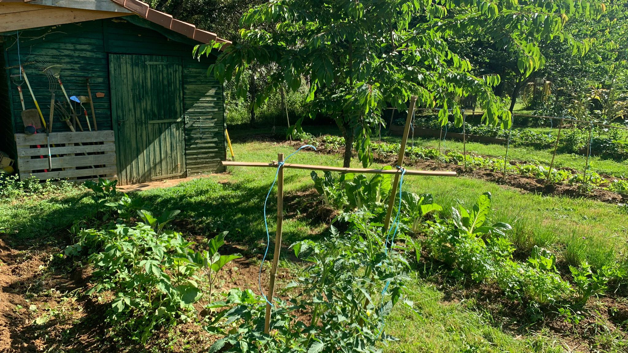 Potager Bio 4 jardin