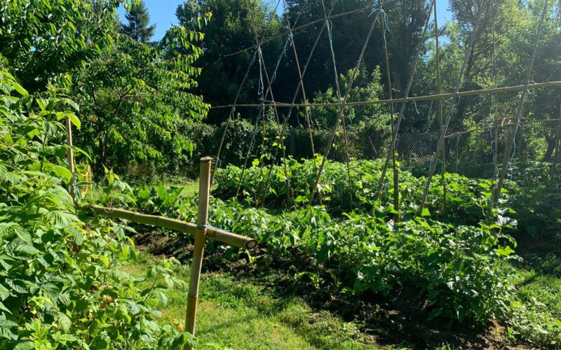 Potager Bio 5