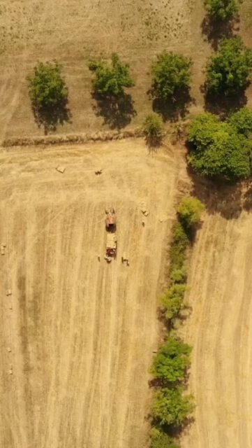 Vacances à la campagne : tracteur et bonne humeur! ☀️ 
•
Strohernte auf dem Colombié! Gemeinsam mit unseren Freunden und Gästen: das war so schön, vielen Dank! 🌾🚜
•
Video creator: @chris.wie.land @the.flyneur Danke!! 🙏🏼
•
#lecolombié #FerienInFrankreich #UrlaubAufDemLand #FerienhausMitCharme #DordogneErleben #SommerImColombié #Landliebe #FerienMitFreunden #Bauernhof #VacancesEnFrance #VacancesÀLaCampagne #MaisonDeVacances #DécouvrirLaDordogne #ÉtéAuColombié #VieÀLaCampagne #VacancesEntreAmis #RécolteDeFoin