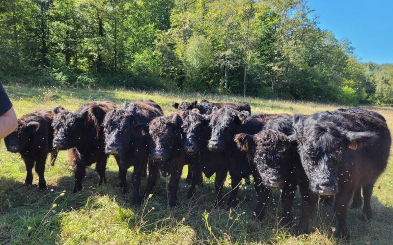 Galloways in einer Herde