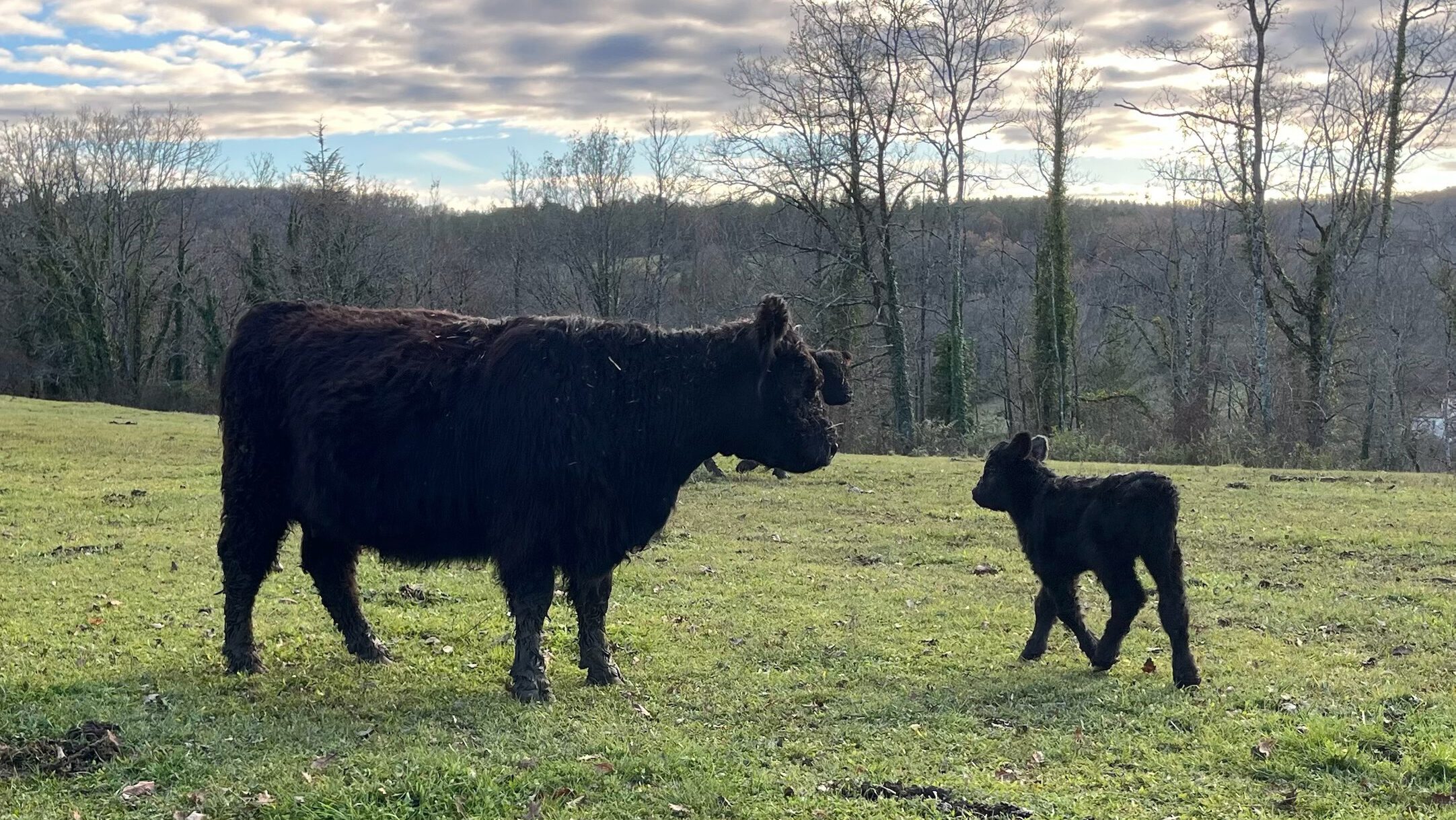 Galerie Galloway - 1 von 1 (2)