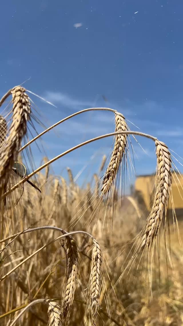 À vos marques, prêts… moissonneuse-batteuse ! 🌾

Triticale: das Ergebnis eines Getreide-Dates: halb Weizen, halb Roggen. Heute auf dem Colombié geerntet, morgen Futter für unsere Hühner und Pferde. 
•
#LeColombié #Ferienhof #FerienhausFrankreich #Landselection #Landreise
#AgricultureBiologique #Nachhaltigkeit #Durabilité #EcoAgriculture #Agrarwirtschaft
#Feldarbeit #Erntezeit #Triticale #Weizen #Roggen
#Hühnerfutter #Pferdefutter #VieRurale #FarmLife
#TraktorLeben #Tracteur #Teamarbeit #TravailEnÉquipe #Okzitanien