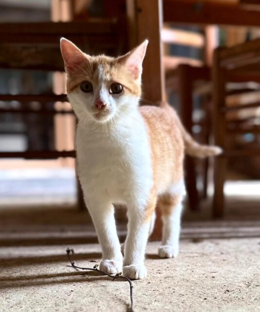 Plötzlich war er da: Caillou! 🐱
.
Tout à coup, un petit chat est apparu dans notre grange : Caillou !
.
Welcome in the family!
.
.
.
#leColombié #Katze #NeuesFamilienmitglied #Willkommen #Bauernhofkatze #Katzenliebe #Chat #NouveauMembreDeLaFamille #Bienvenue #ChatDeFerme #AmourDesChats #Cat #NewFamilyMember #Welcome #BarnCat